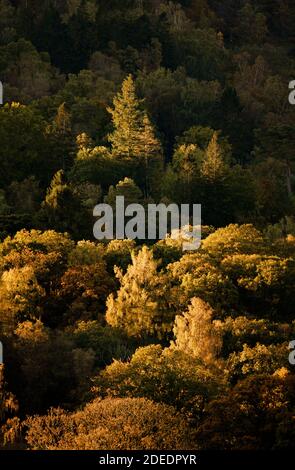 Golden mattina luce solare su alberi in autunno bosco vicino Skelwith Ponte Foto Stock