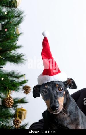 Un'immagine natalizia carina, comica e festosa di un cane, un Manchester terrier, che indossa un cappello rosso di santa con un albero di Natale sullo sfondo Foto Stock