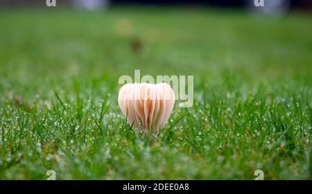 Possibilmente Waxcap Snowy - funghi virginea di Hygrocybe che crescono dentro Un giardino con rugiada autunnale sull'erba fotografata Di Simon Dack Foto Stock