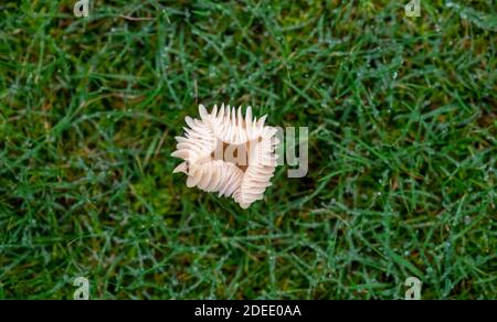 Possibilmente Waxcap Snowy - funghi virginea di Hygrocybe che crescono dentro Un giardino con rugiada autunnale sull'erba fotografata Di Simon Dack Foto Stock