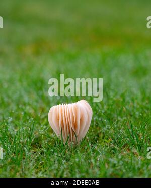 Possibilmente Waxcap Snowy - funghi virginea di Hygrocybe che crescono dentro Un giardino con rugiada autunnale sull'erba fotografata Di Simon Dack Foto Stock