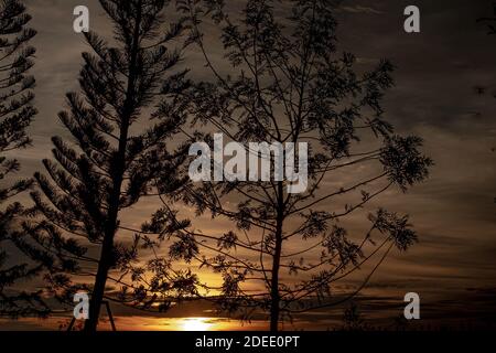 Silhouette Evergreen Sky Fiery Sunset. Silhouette di albero cielo arancione su sfondo. Foto Stock