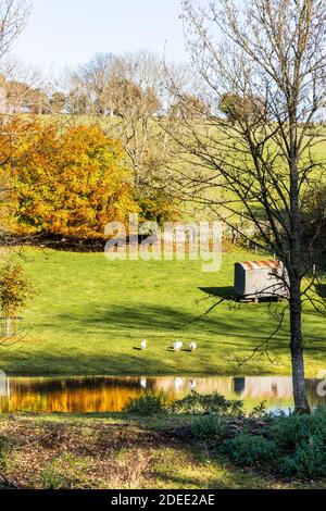 Autunno nel Cotswolds - anatre bianche accanto al piccolo lago sul torrente dietro Manor Farm a Middle Dortisbourne, Gloucestershire UK Foto Stock