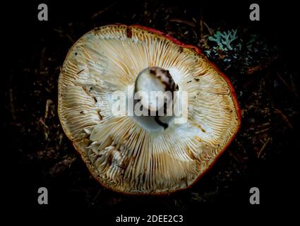 Funghi sul lato in giù, con il fuoco sulle branchie bianche dei funghi. Primo piano. . Foto di alta qualità Foto Stock