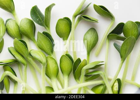 Micrograni di zucca. Microgreni germoglianti. Germinazione di seme a casa. Concetto di alimentazione vegana e sana. Semi di pepita germogliati, Micro green. Crescita s Foto Stock