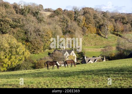 Autunno nei Cotswolds - cavalli che pascolo nella valle di Dortisbourne tra Dortisbourne Abbots e Dortisbourne Leer, Gloucestershire Regno Unito Foto Stock