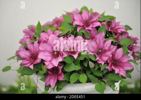 Clematis Elodi in mostra nel maggio 2019 Foto Stock