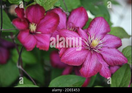 Clematis viola vecchio stile Ville de Lyon fiorisce in un giardino Con fiori rossi cremisi nel maggio 2020 Foto Stock