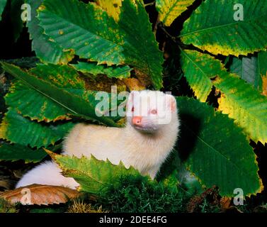 Ferret, mustela putorius furo, Adulto in piedi su foglie Foto Stock