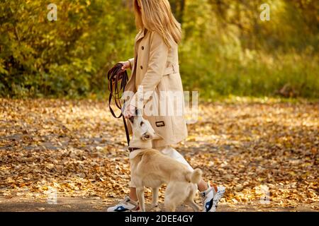 donna con cane bianco camminare nel parco, donna godere di tempo con il cane al sole giorno d'autunno, durante l'autunno Foto Stock