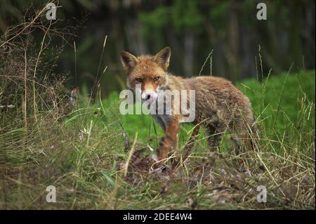 Red Fox, vulpes vulpes, Adulto con un kill, un comune fagiano, leccare il suo naso, Normandia Foto Stock