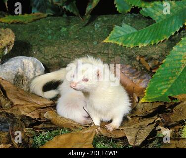 Ferret, mustela putorius furo, Adulto in piedi su foglie Foto Stock