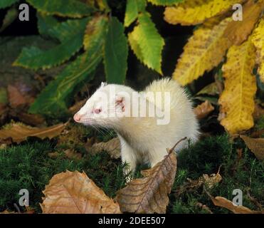 Ferret, mustela putorius furo, Adulto in piedi su foglie Foto Stock