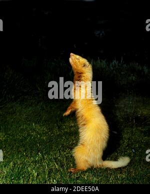 Ferret, mustela putorius furo, Adulti in piedi sulle gambe posteriori Foto Stock