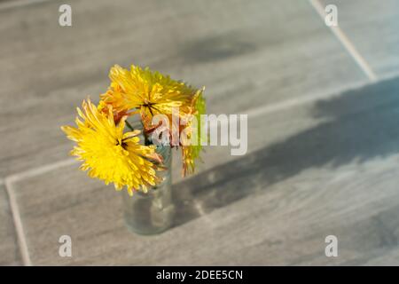 Un mazzo di crisantemi gialli in vaso di vetro su sfondo grigio. Messa a fuoco morbida, vista dall'alto sullo sfondo sfocato. Composizione orizzontale con ombre. FL Foto Stock