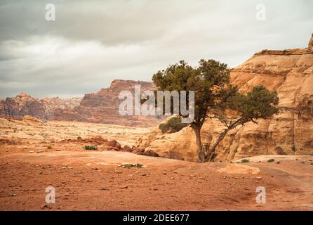 Albero solitario nelle montagne deserte di Petra in Giordania in tempo nuvoloso Foto Stock