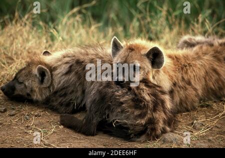 Avvistato Hyena, croccuta croccuta, adulti che dormono, Masai Mara Park in Kenya Foto Stock