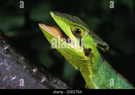 Casque intitolata Iguana, laemanctus longipes, adulti con bocca aperta Foto Stock