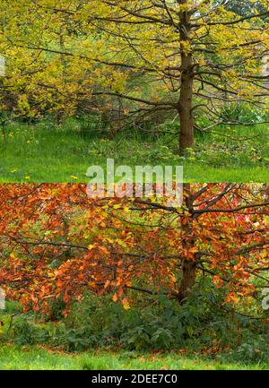 La quercia grande lascia due stagioni cambiando l'autunno estivo Foto Stock