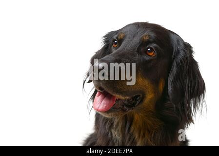 Ritratto del cane di Hovawart. Tiro in primo piano di un cane nero Hovawart, isolato Foto Stock