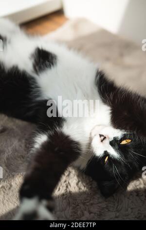 Divertente cute nero e bianco Tuxedo gatto sdraiato in sole su morbida coperta vicino alla finestra sul davanzale e guardando alla telecamera Foto Stock