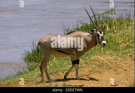 Beisa Oryx, oryx beisa, maschio in piedi vicino al fiume, Samburu parco in Kenya Foto Stock