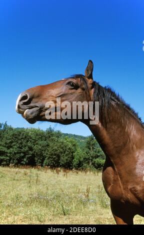 Cob Normand cavallo, progetto di cavallo Foto Stock