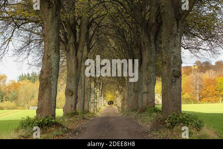 Il viale di alberi di lime impressiona con il suo vecchio e soprattutto sano Linden. Rachut, comunità malente. Foto Stock