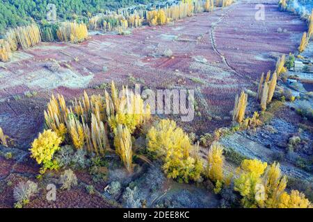 Spagna, Cuenca, coltivazione di vimini in Canamares in autunno Foto Stock