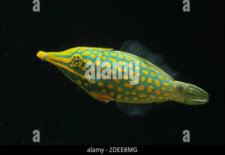 Fatturati Leatherjacket o Arlecchino Filefish, oxymonacanthus longirostris Foto Stock