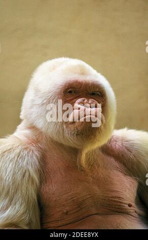 White Gorilla gorilla gorilla, maschio chiamato il simbolo del fiocco di neve o Copito de Nieve, allo Zoo di Barcellona Foto Stock