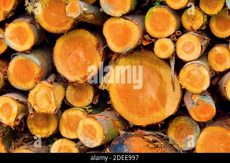 Felled Trees Trunks, Foresta di Faggio di Otzarreta, Parco Naturale di Gorbeia, Bizkaia, Paesi Baschi, Spagna, Europa Foto Stock