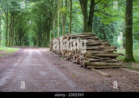 Tronchi accatastati accanto ad una vecchia strada romana in Grosly Wood, Wilton, vicino Salisbury Wiltshire 2018. Foto Stock