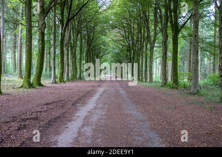First Broad Drive, un viale di alberi a Grovely Wood, Wilton, Salisbury Wiltshire Regno Unito. 2018 Foto Stock