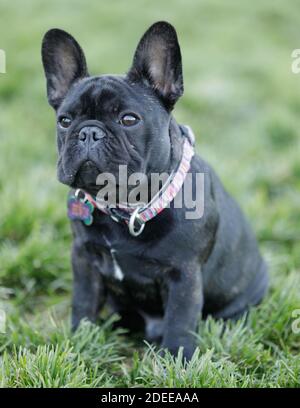 5-mese-Vecchio Brindle Frenchie Puppy maschio seduto e guardando in su Foto Stock