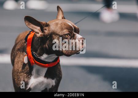 un bulldog francese è orgoglioso al sole Foto Stock