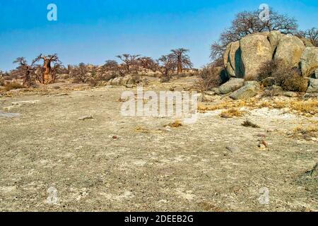 Baobab, Adansonia digitata, Kubu Island, Mare Bianco del sale, Lekhubu, tegami di Makgadikgadi National Park, Botswana, Africa Foto Stock