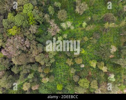 Coorg Landscape - Vista aerea (Karnataka, India) Foto Stock