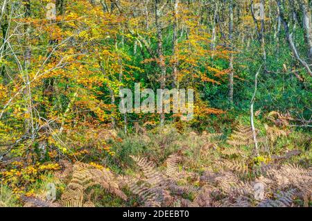Piccola radura in un bosco selvaggio e incontaminato che lascia passare la luce del sole in mezzo all'autunno mostrando una splendida variegazione dei colori dell'autunno. Foto Stock