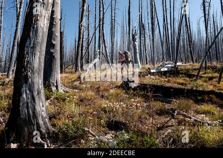 WA17723-00..... WASHINGTON - Woman backpacking attraverso una foresta bruciata a Bunker Hill lungo il BoundaryTrail n. 533, Pasayten Wilderness, Okanogan Wenat Foto Stock