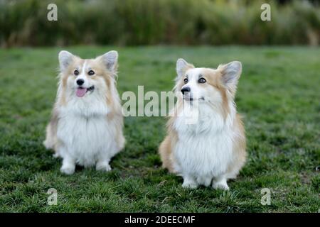 Due cuccioli Pembroke gallesi Corgi Femminile seduti e guardando in alto Foto Stock