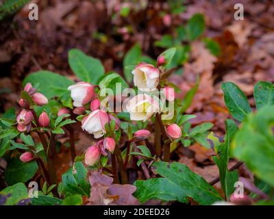 Helleborus niger è anche conosciuto come la rosa di Natale che cresce in un giardino britannico in inverno. Foto Stock