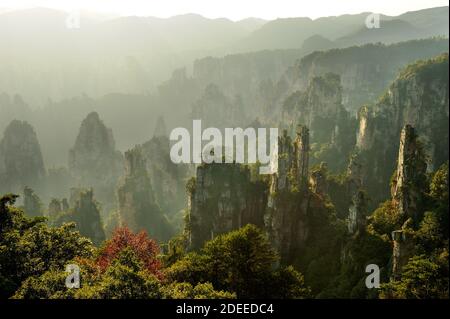 Quarzite iconica arenarie pilastri & picchi di Wulingyuan / Zhangjiajie National Forest Park nella provincia del Hunan, Cina. Unico paesaggio montano inscr Foto Stock