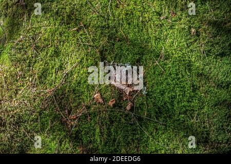 Pietra grigia sbucciata attraverso muschio verde su una zona paludosa. Da utilizzare come sfondi e trame astratte. Foto Stock