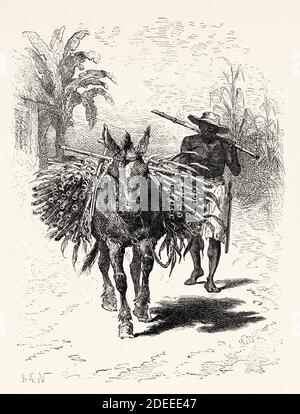 Venditore di canna da zucchero, Colombia. Antica illustrazione incisa del 19 ° secolo. Viaggio a Nuova Granada con Charles Saffray da El Mundo en la mano 1879 Foto Stock