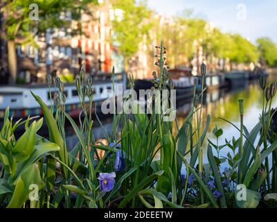 AMSTERDAM, PAESI BASSI - 01 MAGGIO 2018: Vista dal alto lungo il canale Brouwersgracht attraverso i fiori con vista del canale con barche ormeggiate Foto Stock