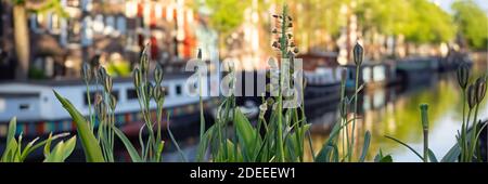 AMSTERDAM, PAESI BASSI - 01 MAGGIO 2018: Vista panoramica lungo il canale Brouwersgracht attraverso i fiori con vista del canale disinnescata con barche ormeggiate Foto Stock