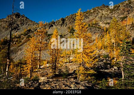 WA18626-00...WASHINGTON - larice subalpino in colori autunnali sulla cresta sopra il Lower Ice Lake nella zona di Glacier Peak Wilderness. Foto Stock