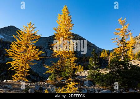 WA18627-00...WASHINGTON - larice subalpino in colori autunnali sulla cresta sopra il Lower Ice Lake nella zona di Glacier Peak Wilderness. Foto Stock