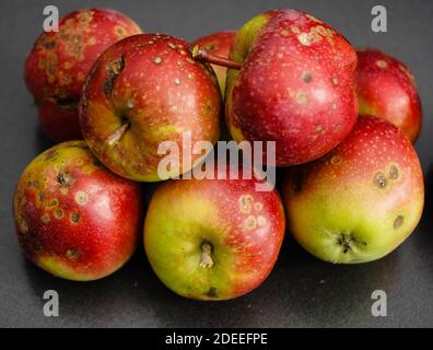 una pila di mele con la malattia di scab di mela Foto Stock